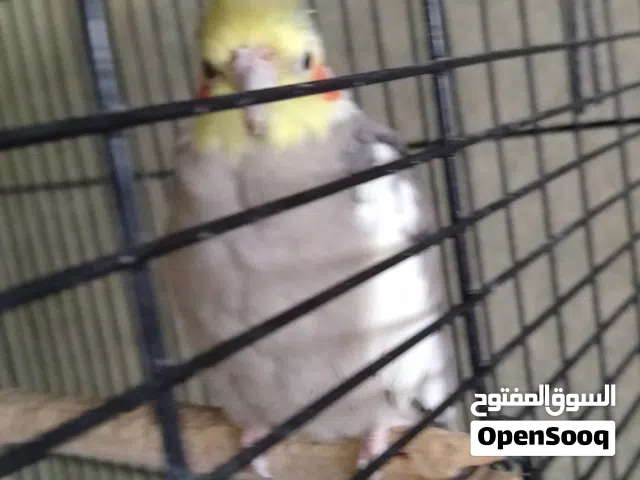 6 طيور للبيع