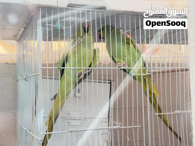 Ringneck Parrot breeding pair