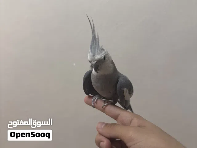 للبيع ذكر كروان (كوكتيل).وصحته ممتازة.ينفع تربيه وينفع انتاج.اقرأ الوصف