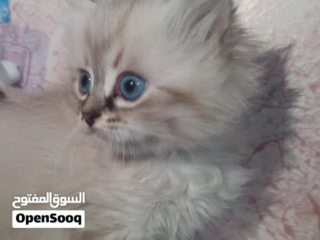 قطة بعمر شهرين