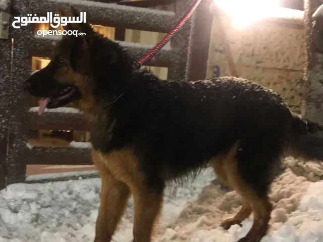 كلب جيرمن شيبرد مفقود في اربد مكافأه ماليه 500د لي من يستطيع العثور عليه