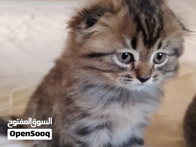 Scottish Fold Male and Female Cat