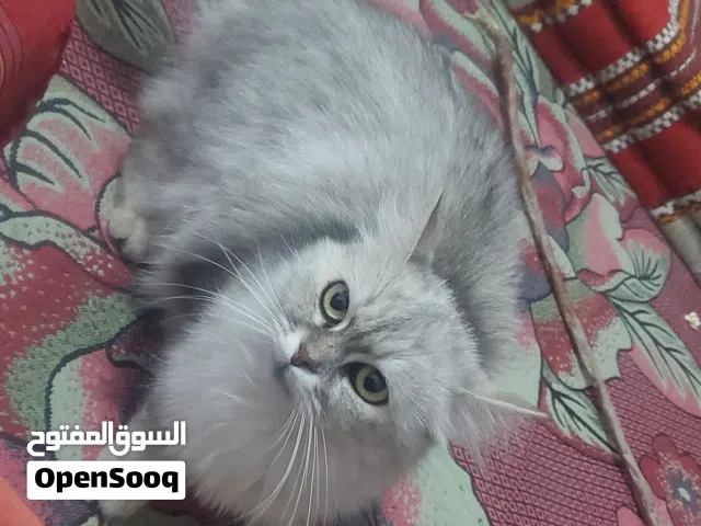 قطة انثئ شيرازي