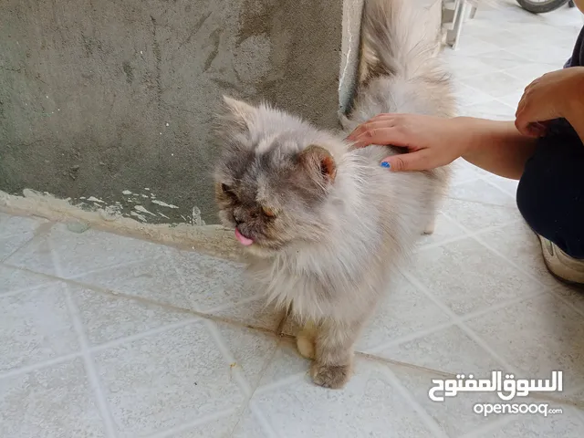 بزونة للبيع اليفه ولعوبه كلشش السعر 100 وشرط ماذب اي شعرايه وتوصيل لباب بيتك