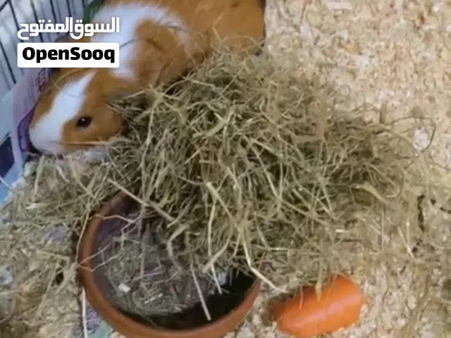 2 Beautiful female Guinea pigs  in fujairah