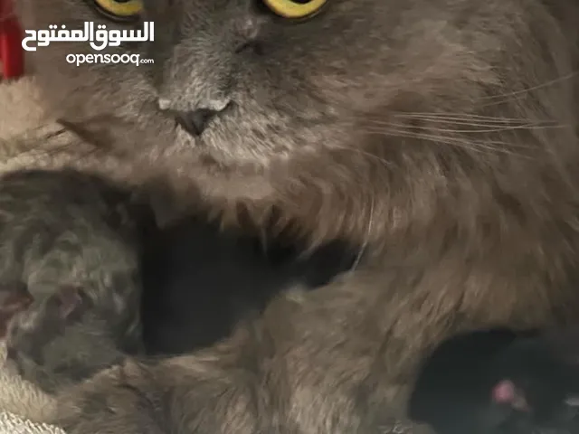قط شيرازي مع اطفالها (4)