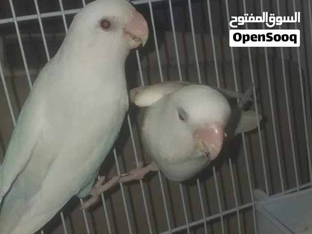 غندوره ابيض روز