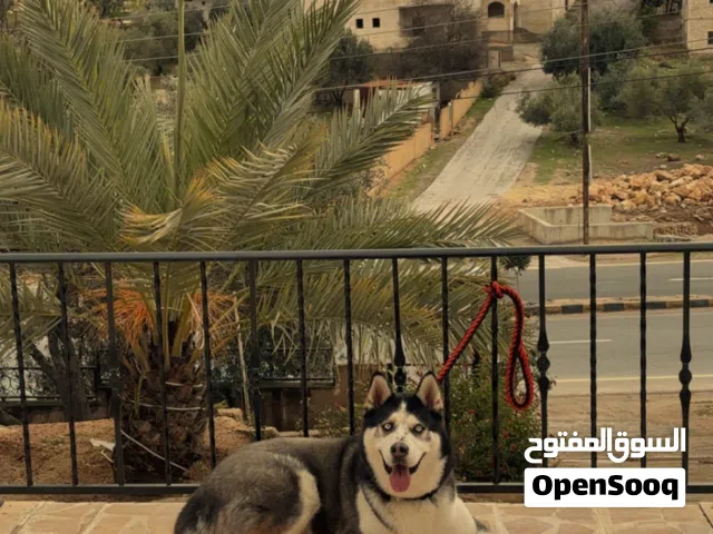 كلب هاسكي ذكر العمر 3 سنوات