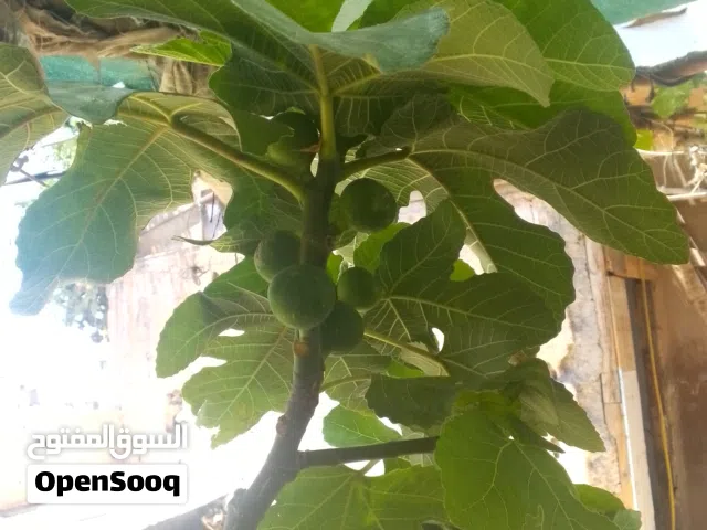 شجر تين مثمر ب2