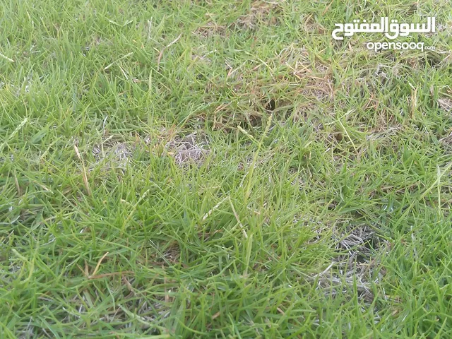 150 m2 3 Bedrooms Apartments for Rent in Misrata Other