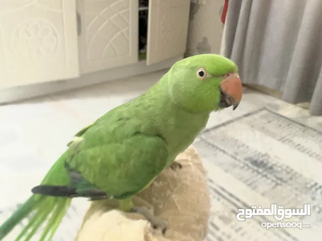 بغبغاءً دره اخضر للبيع تابع الوصف