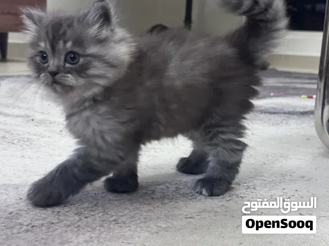 قطط مكس شيرازي و همالايا