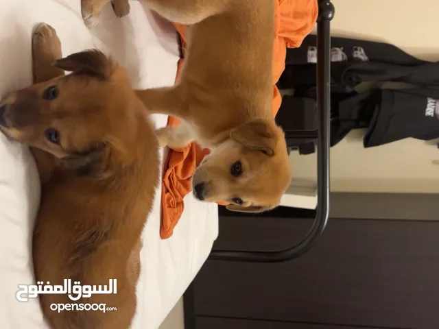 Baby golden retriever