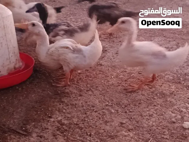 بط محلي للبيع