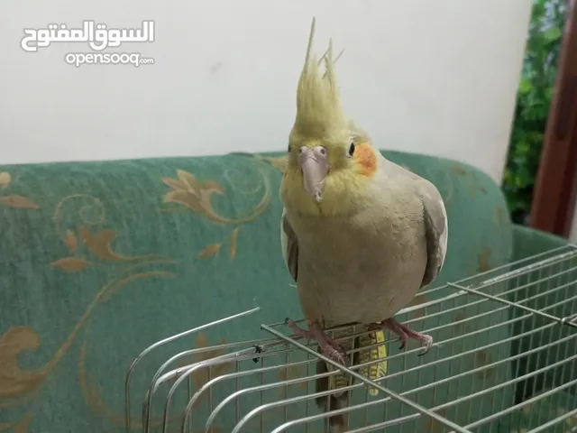 عصفور كوكتيل اليف 50% قابل للتفاوض بشكل بسيط لا يوجد معه قفص