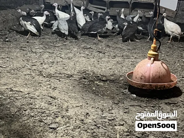 � للبيع دجاج حبشي �
