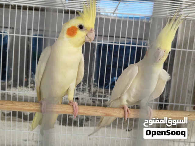 كوكتيل شكريات بزارات