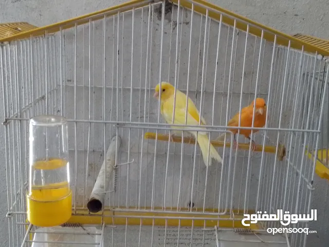 جوزين وطيره كنار