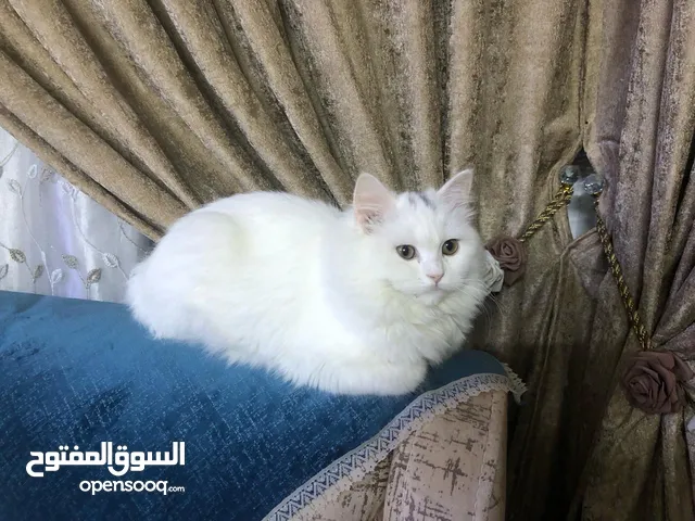 شيرازي ثلجية
