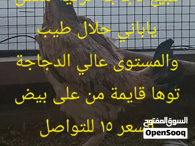 دجاجة تركي اب ياباني