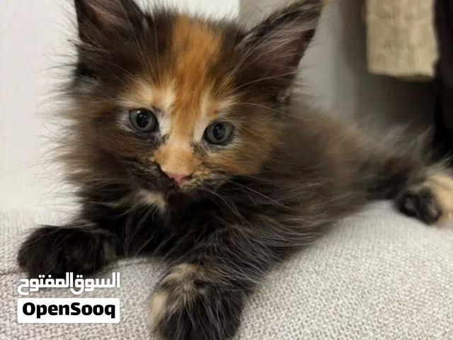 Main Coon kitten  with passport vaccination macrochiped