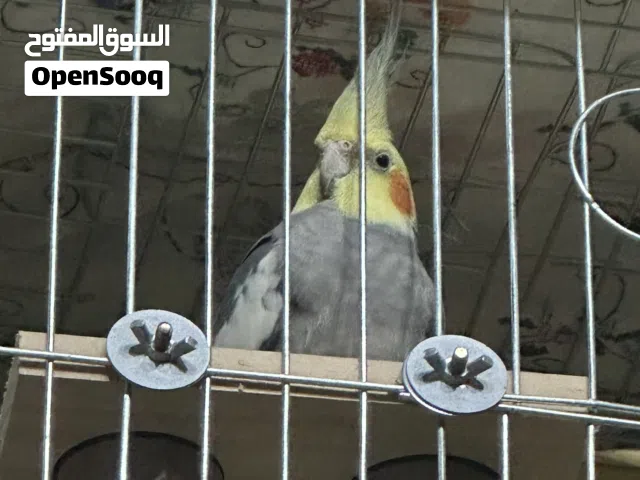 للبيع ذكر كوكتيل جاهز