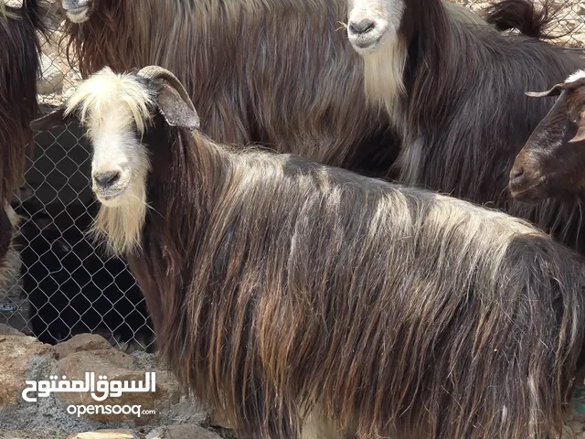 غنم من حلال بني سعيد اغلبهن عشرات الي يدور غنم يتاومن لا يفوت السعر 60 ف الرأس بالجمله