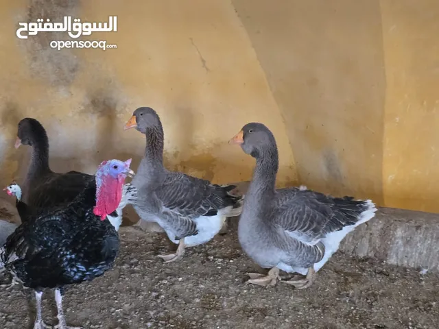 جاج ربط ووز