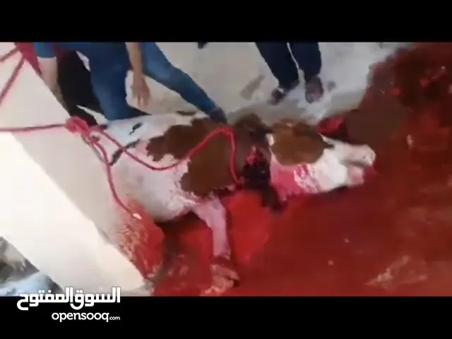 لحامين لذبح الاضاحي عجول و خرفان