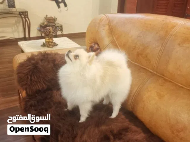 Playing ,trained to pee pampers ,contact whatsApp .1 year old male after castration.