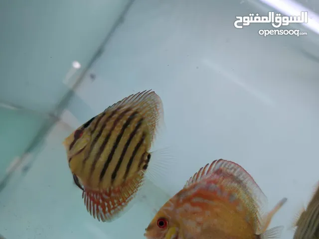 اسماك ديسكس وانجل تفريخ محلي