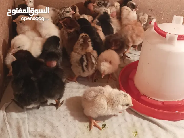 افراخ دجاج عرب البيع