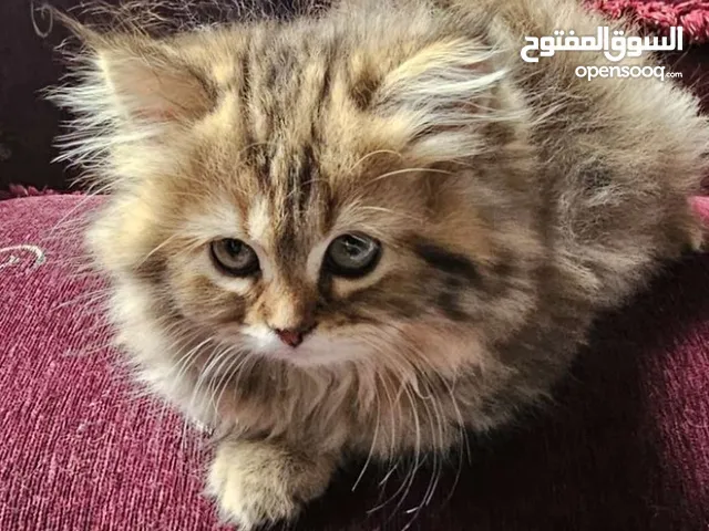 قطه شيرازي بيور الون عسلي السعر عرررررررطه