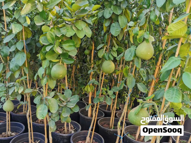 جميع انواع أشجار الفواكة والأشجار المثمره