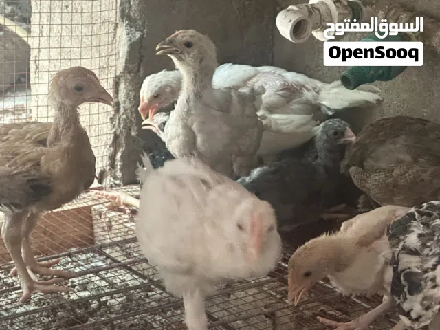 فروج عرب وابو ركيبه عمر شهرين