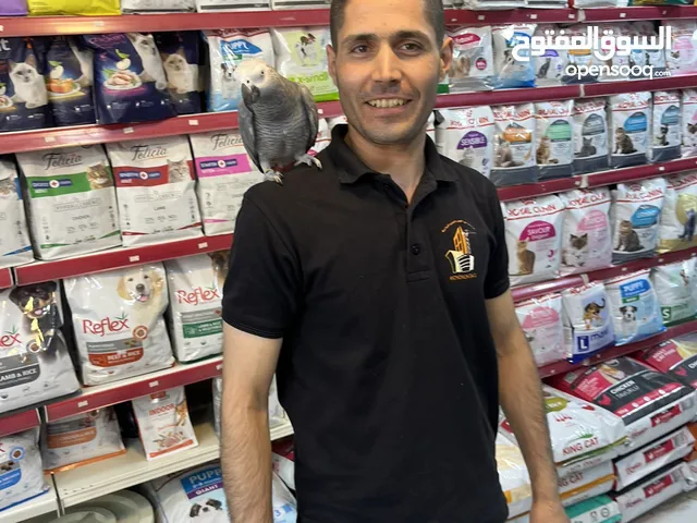 كاسكو حجل دهبي أليف متكلم راقص هدد تابع الوصف