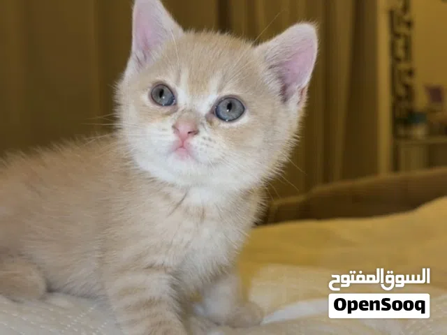 قط ذكر جمييل