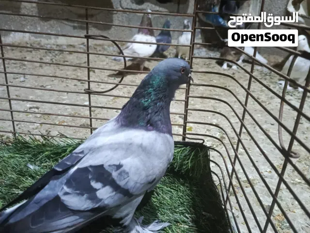 حمام للبيع