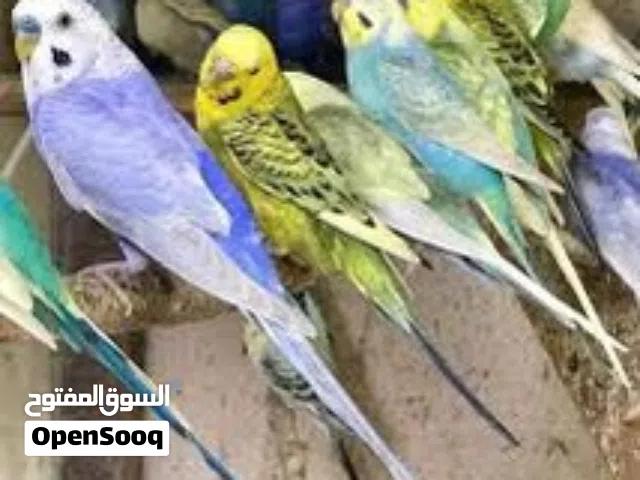 طيور حب بداية خيرها  بكل الالوان نقي اي حبة تعجبك على امانة الله تعالى مكفولات