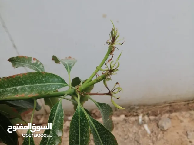 ابو عوف الشحي