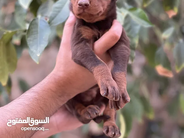 جراو دوبرمان