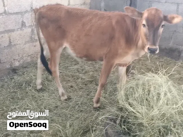 عجله عمانيه فل سمنه تبارك الله