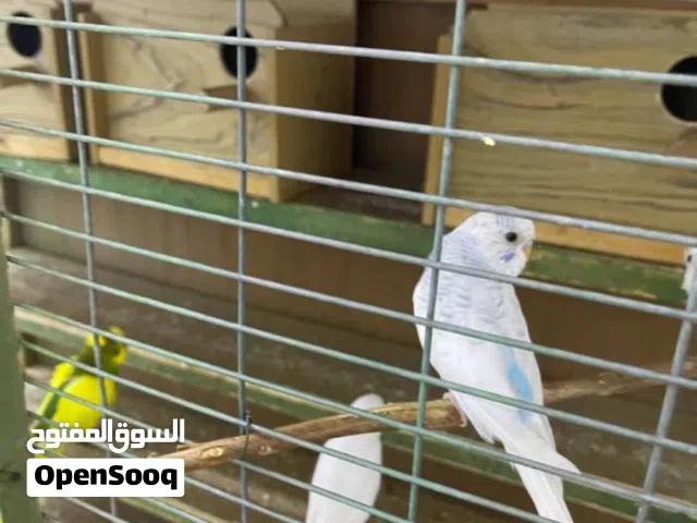 طيور حب عاديات