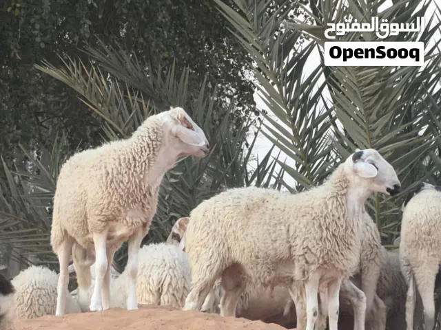 ضحايا سردي وقبرصي للبيع