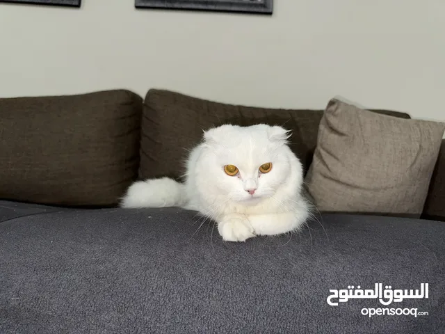 سكوتش فولد لل بيع