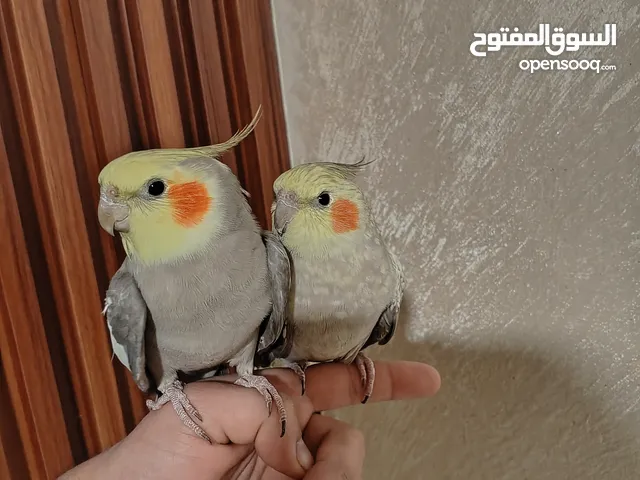 جوز كوكتيل منتج للبيع بسعر مغري