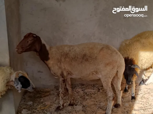 # للبيع نعجة عشر (عاشر شهر 2) + 2 خراف أعمارهم 8 شهور فرصة للمربين الجادين!