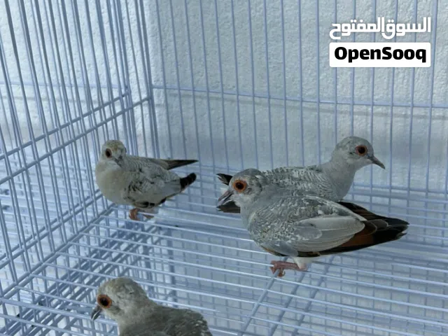 يمام الماسي للبيع
