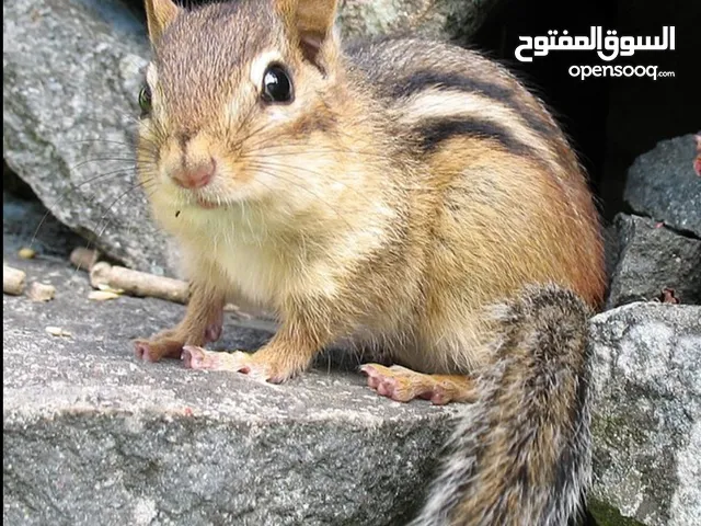 سنجاب اليف للبيع