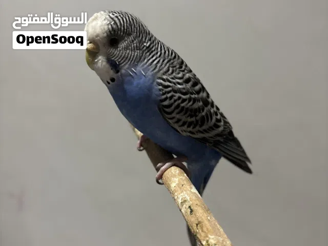 طير حب مروض